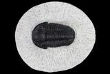 Detailed Gerastos Trilobite Fossil - Morocco #117788-1